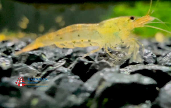 Goldene Tigergarnele / Tangarine / Orange Tiger